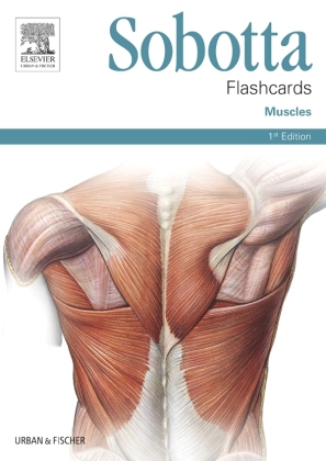 Sobotta Flashcards Muscles Latin